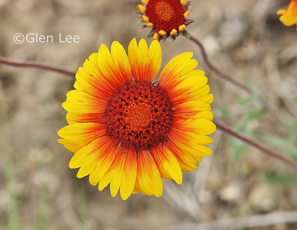 Gaillardia aristata photos Saskatchewan Wildflower